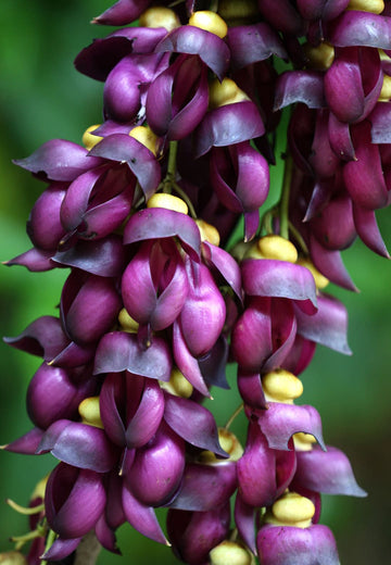 Mucuna Sempervirens Seeds – Vigorous