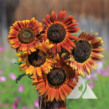 Sunflower Seeds - Evening Colors