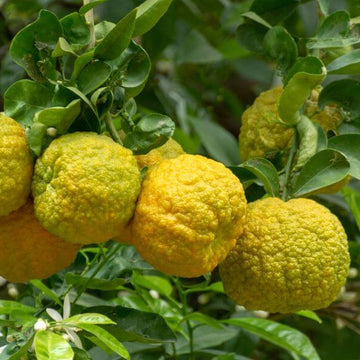 Orange Seeds - Bergamot