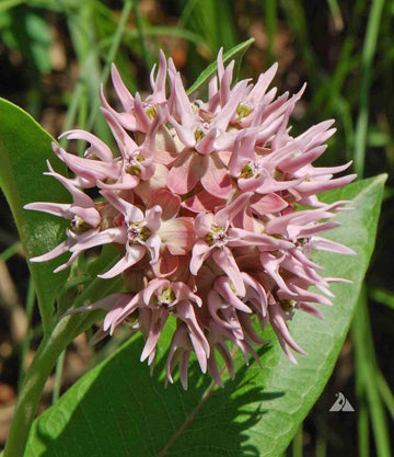 Milkweed Seeds – Showy