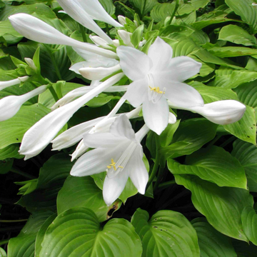 Hosta Seeds – Nigrescens Plantain Lily