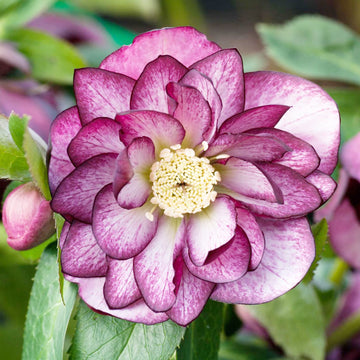 Lenten Rose Seeds