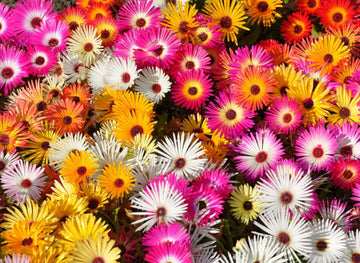 Livingstone Daisy Seeds