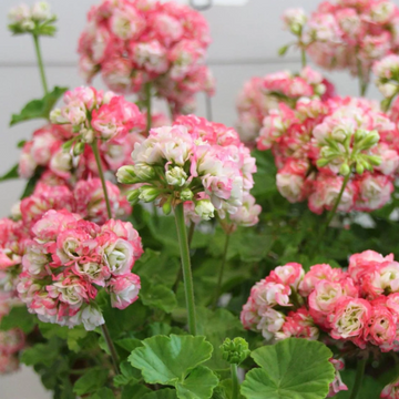 Apple Geranium Seeds – Flower Plant