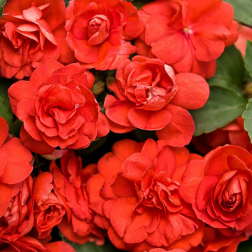 Impatiens Seeds – Double
