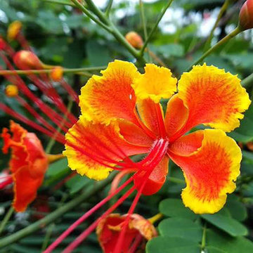 Peacock Seeds – Dwarf Poinciana