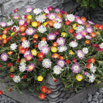 Ice Plant Seeds – Groundcover