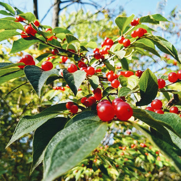 Lonicera Maackii Seeds