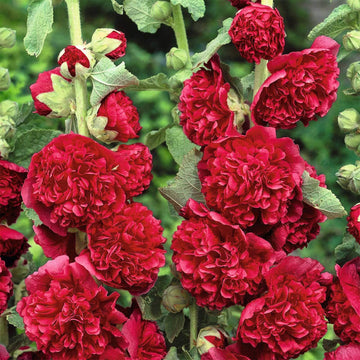 Hollyhock Seeds – Double Red