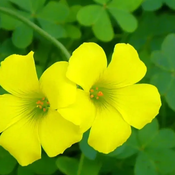 Oxalis Seeds – Wood Sorrel