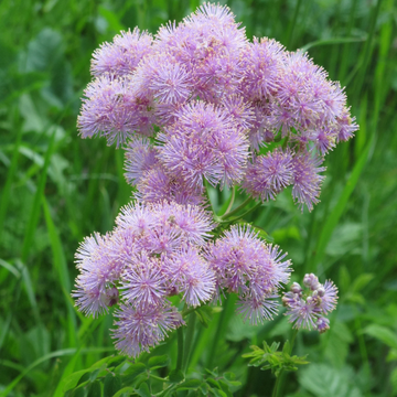 Meadow Rue Seeds – Aquilegifolium