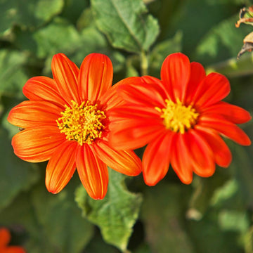 Mexican Sunflower Seeds – Tithonia Rotundifolia