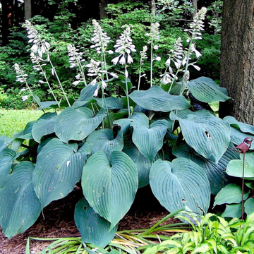 Blue Angel Plantain Lily Seeds – Flower Plant