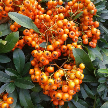 Firethorn Seeds – Scarlet Pyracantha