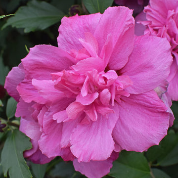 Pink Double Rose of Sharon Seeds