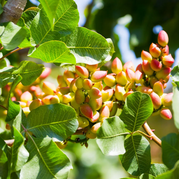 Pistache Seeds