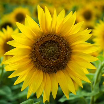 Sunflower Seeds – Giant Titan