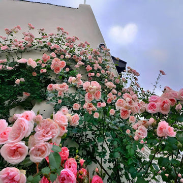Pink Climbing Rose Vine Seeds