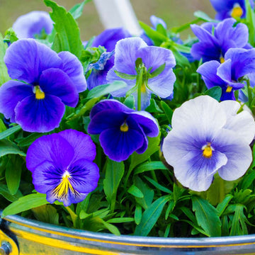 Pansy Seeds – Blue
