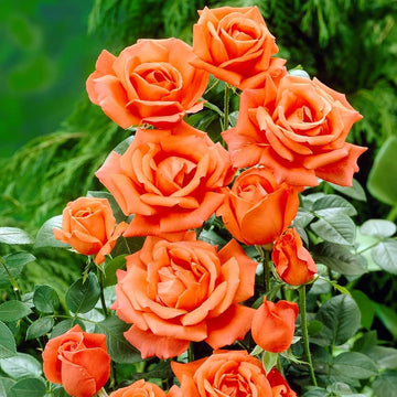 Rose Seeds –  Baby Orange