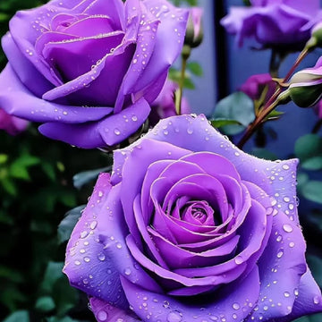 Rose Seeds - Purple