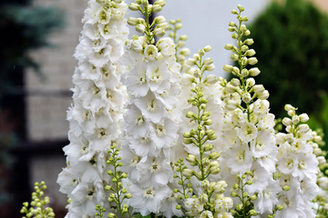 Larkspur Seeds – White King