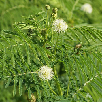 Illinois Bundle Seeds –  Legume