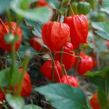 Lantern Seeds – Physalis Alkekengi