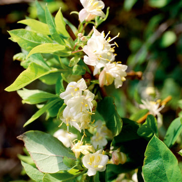 Lonicera Seeds – Fragrantissima