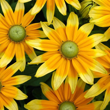 Rudbeckia Seeds – Prairie Sun