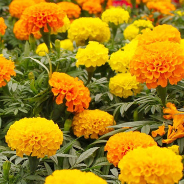 Marigold Seeds – African Mix