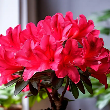 Red Azalea Seeds – Vibrant Bloom