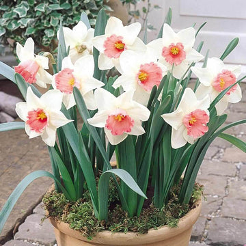 Pink White Double Narcissus Daffodil Seeds - Flower Plant