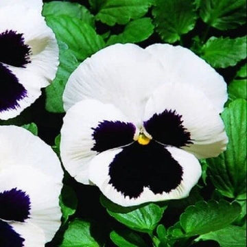 Pansy Seeds – White Black