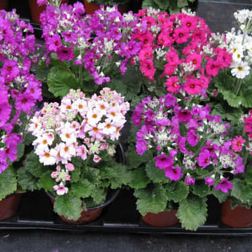 Primula Seeds – Mixed Heirloom Wildflower Blend