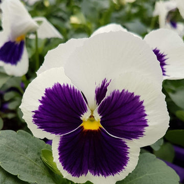 Pansy Seeds – Purple White