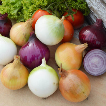 Onion Seeds – Mix