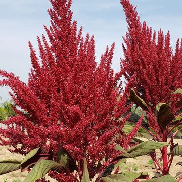 Amaranthus Seeds - Red Garnet