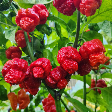 Pepper Seeds – Hurt Berry