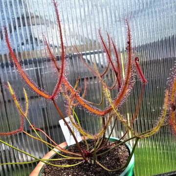 Sundew Seeds – Fork-leaved