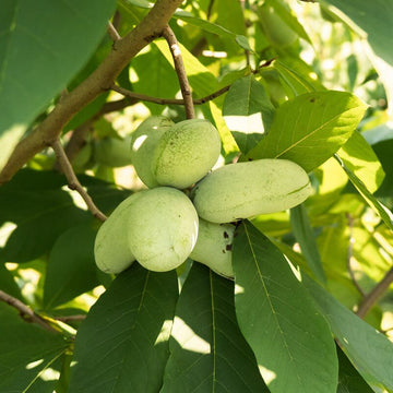 Pawpaw Seeds – Cultivated Improved