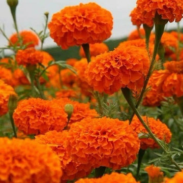 Marigold Seeds – Safari Tangerine