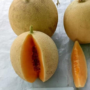Brown Muskmelon Melon Seeds – Vegetable Plant