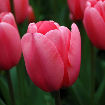Pale Pink Tulip Seeds – Flower Plant