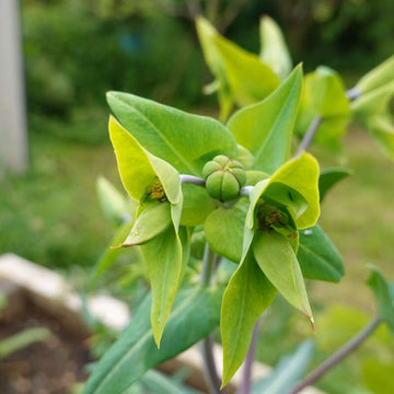 Euphorbia Lathyris Seeds – Mole
