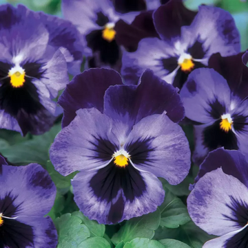 Pansy Seeds – Majestic Giant Blue Jeans