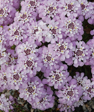 Iberis Gibraltarica Seeds – Gibraltar Candytuft
