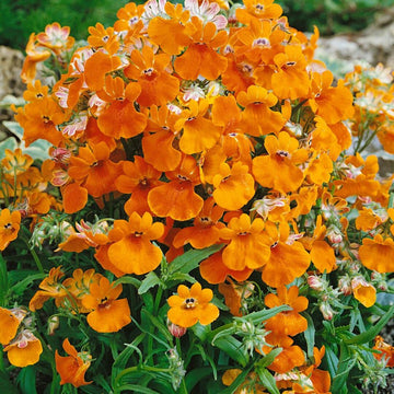 Nemesia Seeds – Orange