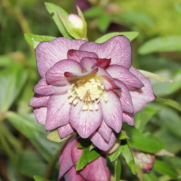 Lenten Rose Seeds – Helleborus Perennial