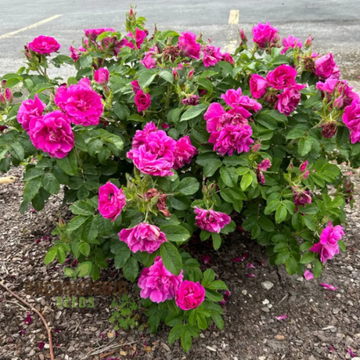 Rose Seeds – Pink Rugosa